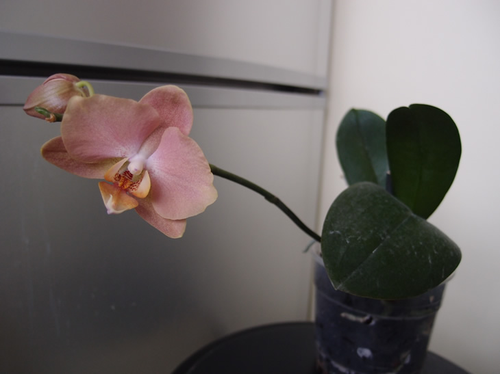 P1282458q.jpg