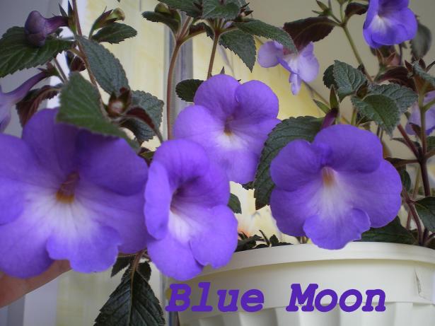 blue_moon_.jpg