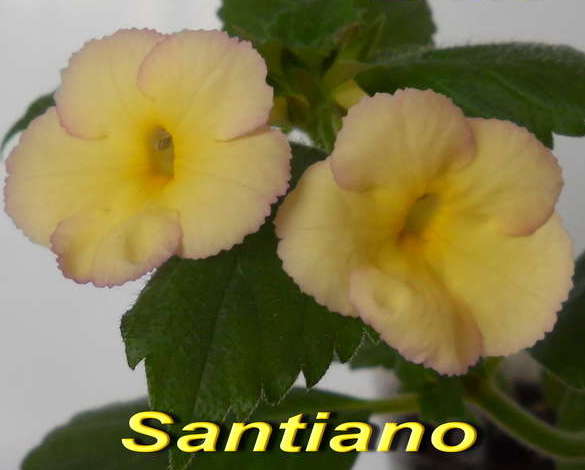 santiano..jpg