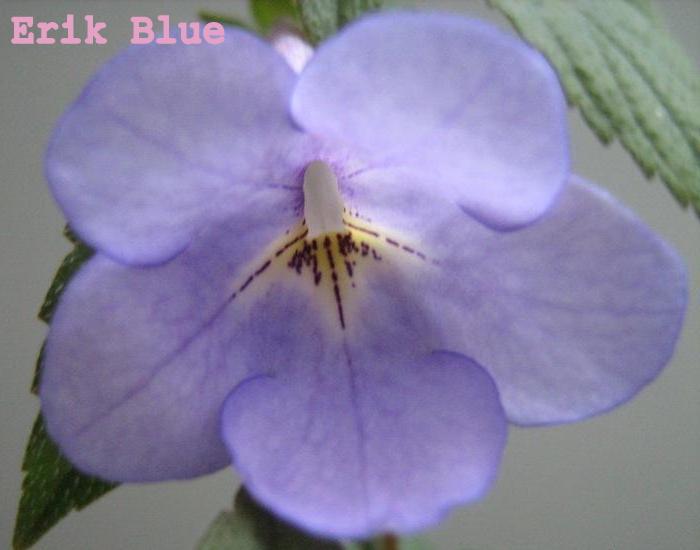 Eric_Blue.jpg