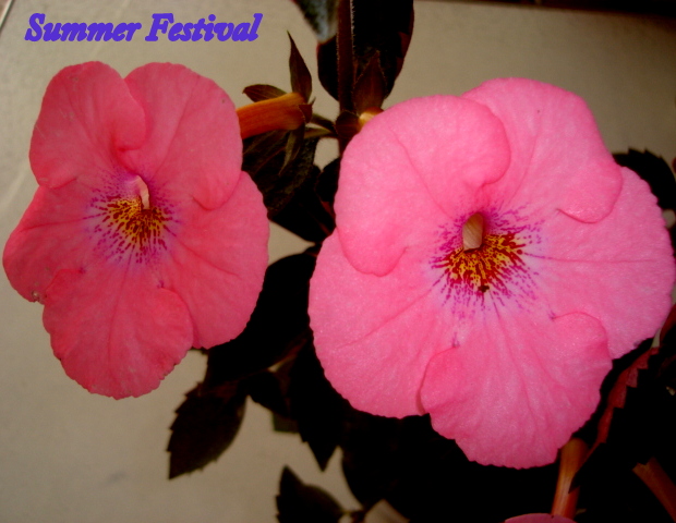 Summer Festival..JPG