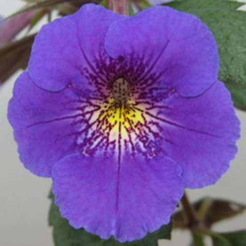 Tetra Himalayan Purple-2.jpg