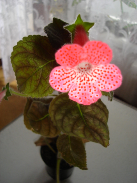 DSC03316.JPG