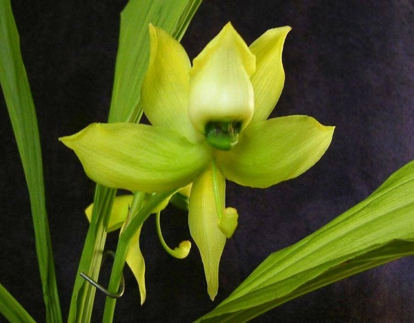 Cycnoches chlorochilon1.JPG