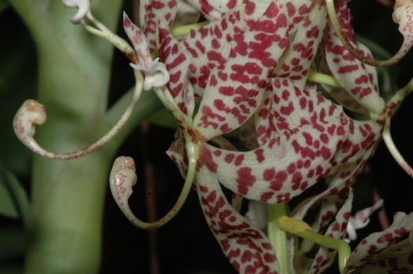 cycnoches pentadactylon1.jpg
