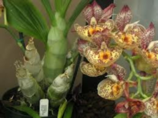 Catasetum_pileatum_x_expansum.jpg
