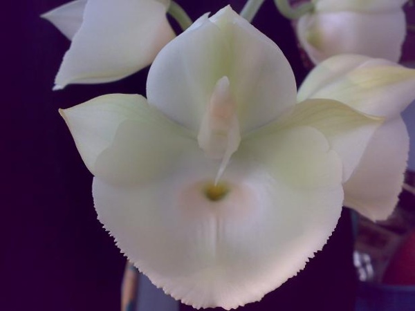 Catasetum pileatum white..jpg