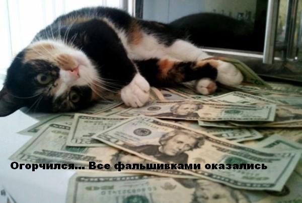 кот.jpg