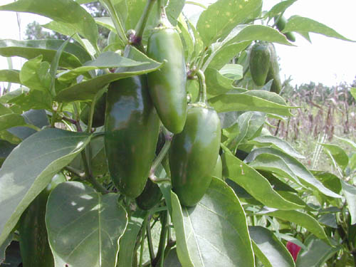 jalapeno2.jpg