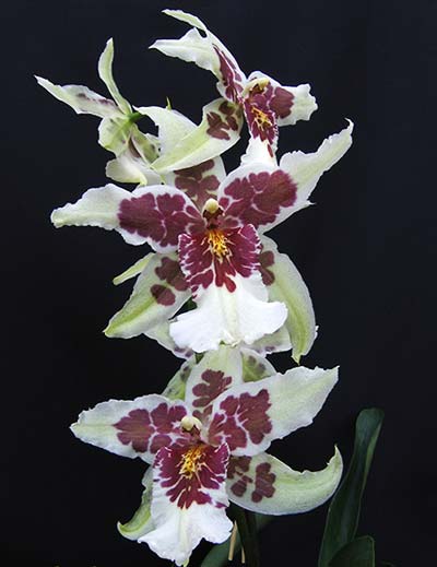 beallara-tahoma-glacier-foto-1478.jpg