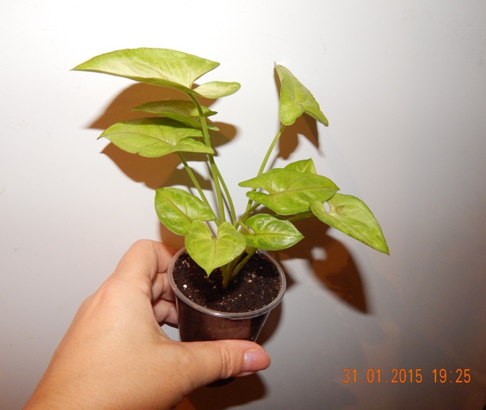 DSCN3600.JPG