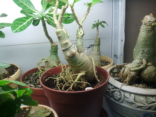 IMG_20131223_191404.jpg