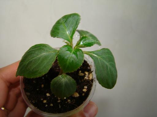DSC04144.JPG