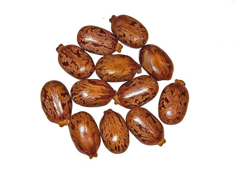 семена клещевины.jpg