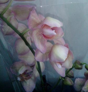 IMG_20150209_133448.jpg