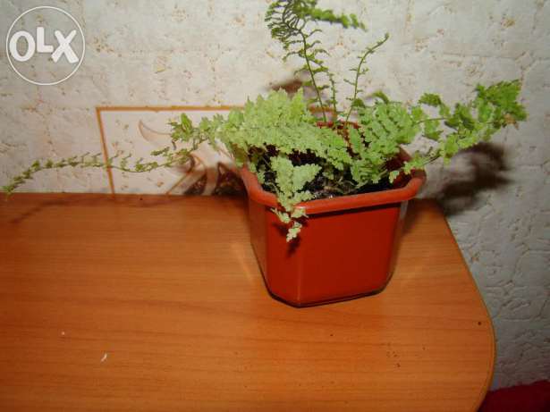 папоротник1.jpg