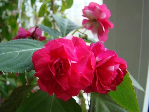 DSC03879.JPG