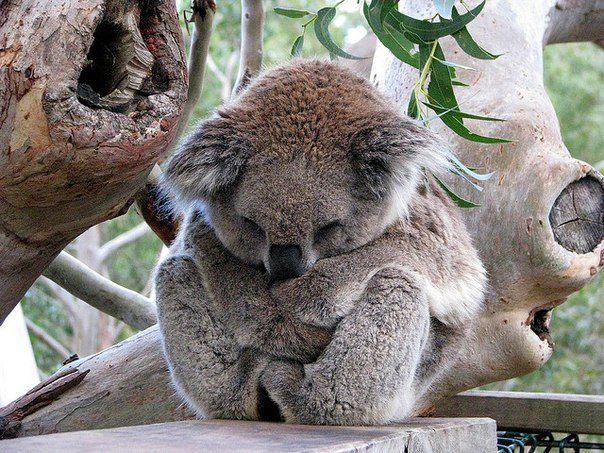 коала.JPG