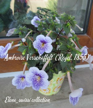 'Ambroise Verschaffelt'_надпись  - копия.jpg