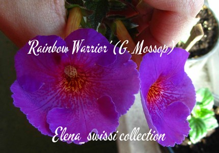 'Rainbow Warrior' (G. Mossop)_надпись - копия.jpg