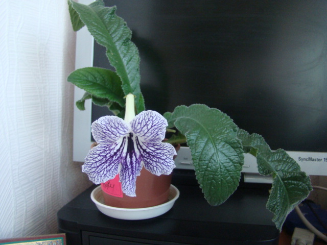 DSC04510.JPG