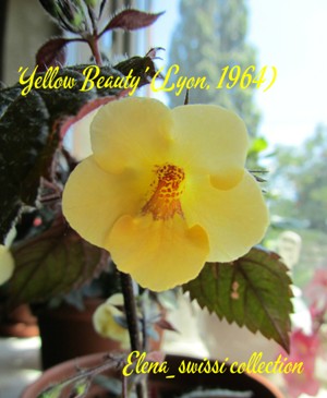 'Yellow Beauty' _надпись - копия.jpg