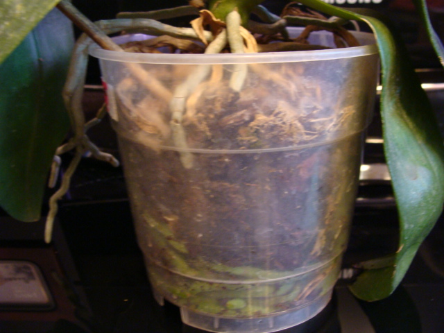 DSC02515.JPG