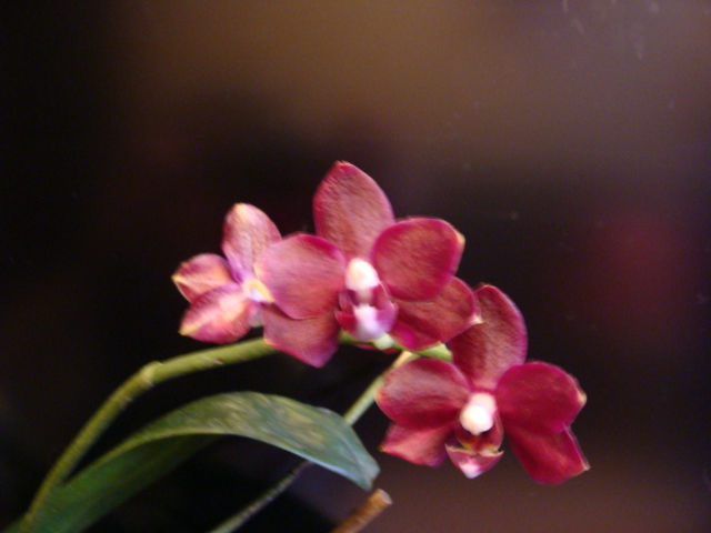 DSC02518.JPG