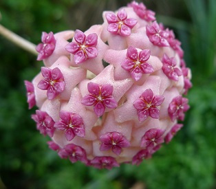 Hoya_aldrichii_Hemsley_1890_001.jpg