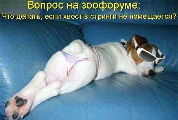 зоофорум.jpg