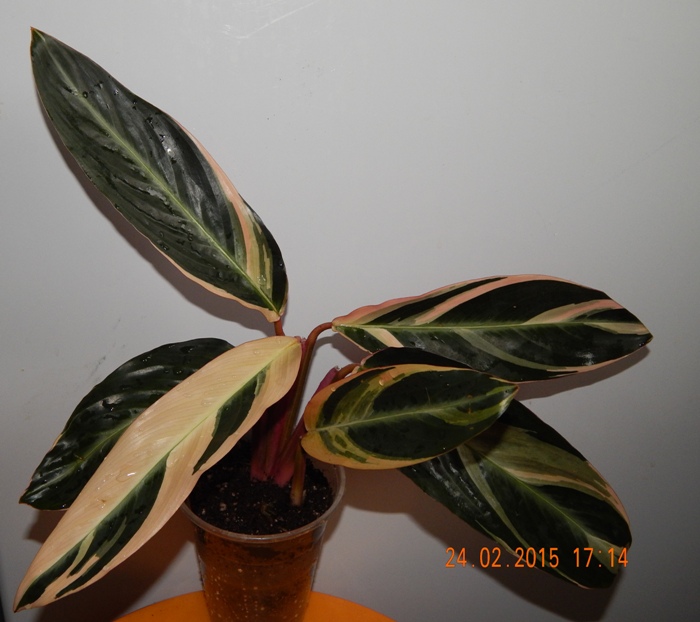 DSCN3671.JPG
