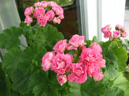 Swanland Pink Australien Pink Rosebud.jpg