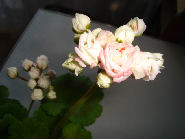 DSC0318.JPG