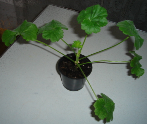 DSC00389.JPG