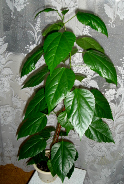 DSC00162..JPG