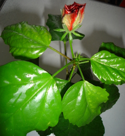 DSC02829.JPG