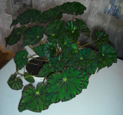 DSC00405.JPG