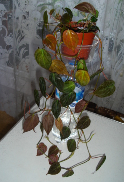 DSC00032.JPG