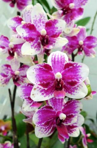 doritaenopsis-taisuco-micky-foto-3215.jpg