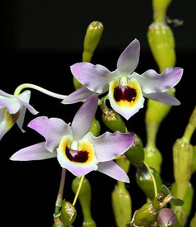 dendrobium-findlayanum-foto-2084.jpg