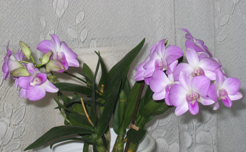 97-5153664-dendrobium.jpg