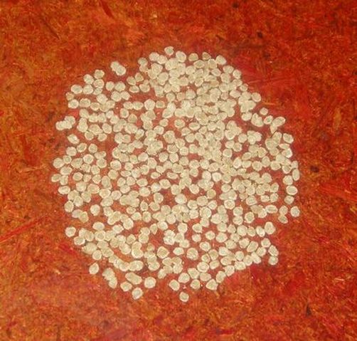 006_12.JPG