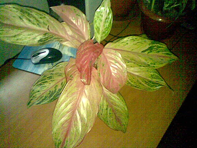 Aglaonema SP.jpg