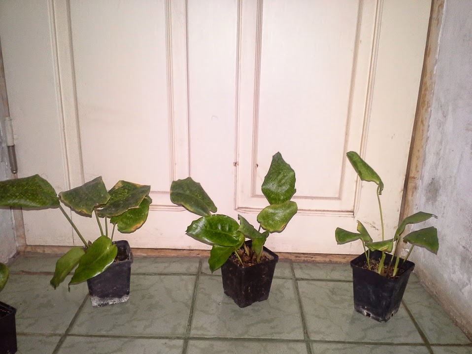 20150302_221122.jpg