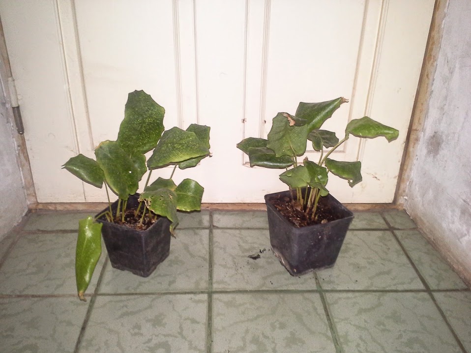 20150302_221213.jpg