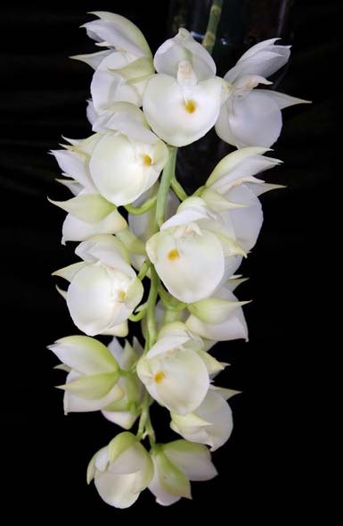 catasetum-pileatum-albo-x-albo-foto-2017.jpg