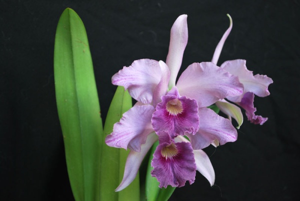 Орхидея Laeliocattleya Canhamiana 'Azure Skies'.jpg