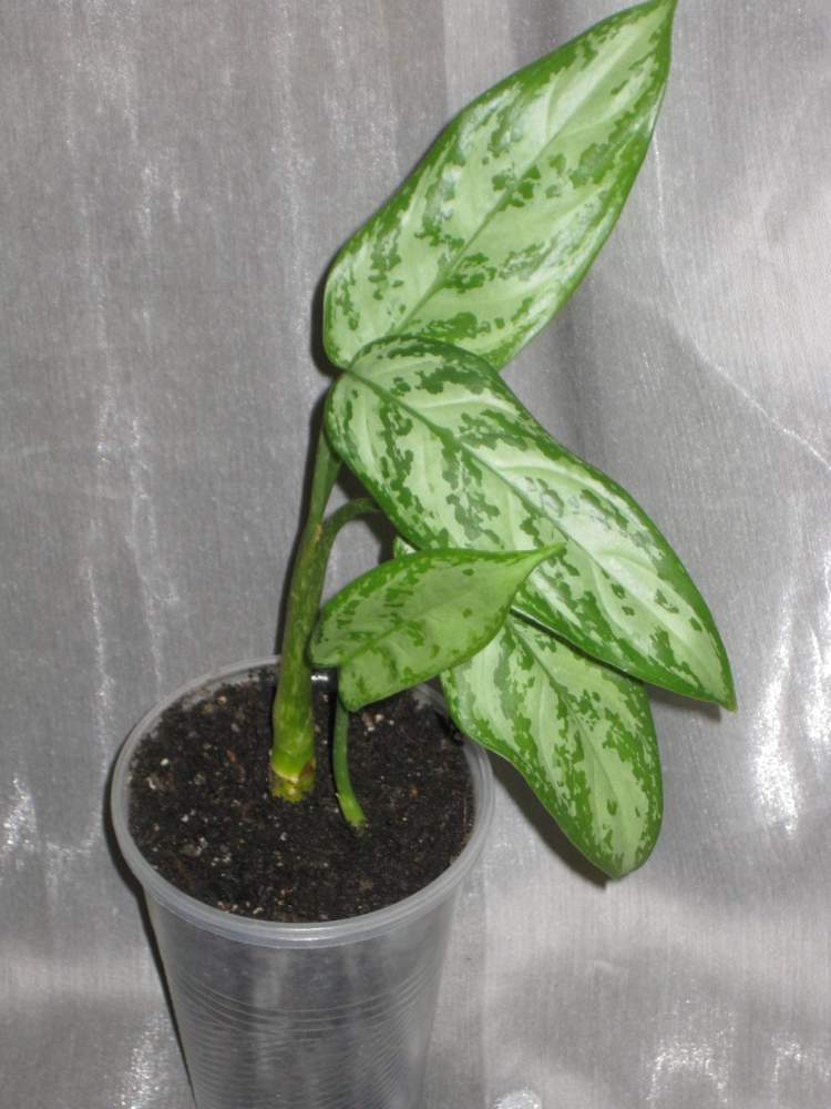 Aglaonema Silver Queen1.jpg