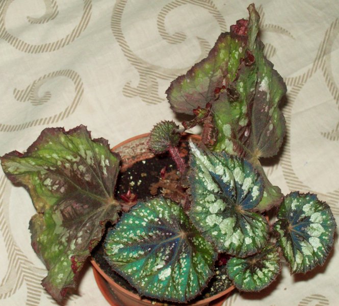 100_0375.JPG