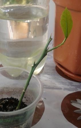 2015-03-05 11.00.39.jpg